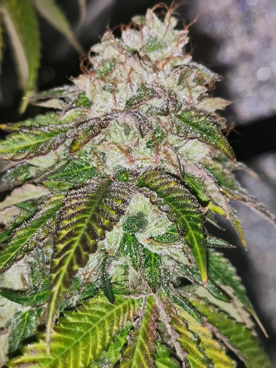 Pheno Finder Seeds Kuntz N Cream semi femminizzati da collezione