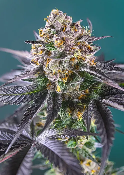 Sweet Seeds Red Strawberry Banana Auto semi 3+1 fiore rosso