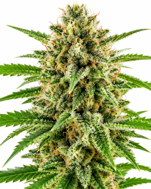 Trikoma Seeds AK-74 semi femminizzati 6 semi THC alto