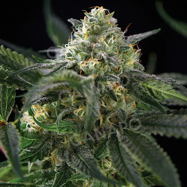 Domus Seeds Auto Oregon Bud semi femminizzato 1 seme