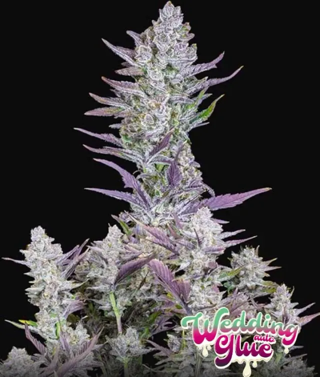 Fast Buds Wedding Glue Auto seme autofiorente 26% THC
