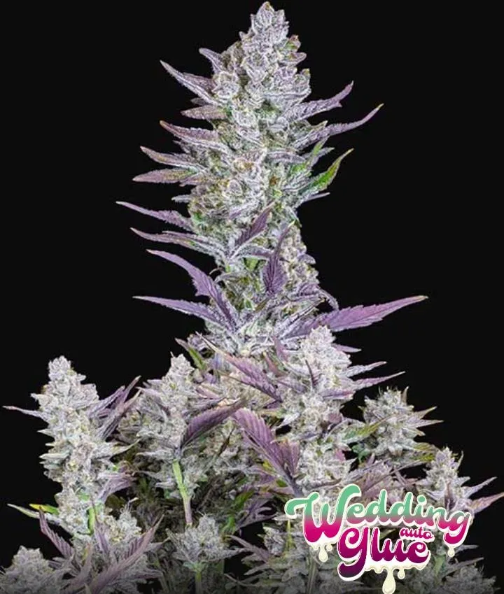 Fast Buds Wedding Glue Auto seme autofiorente 26% THC