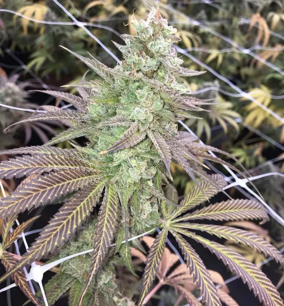 Solfire Gardens Zip Line Black Banana 12 semi regolari OG