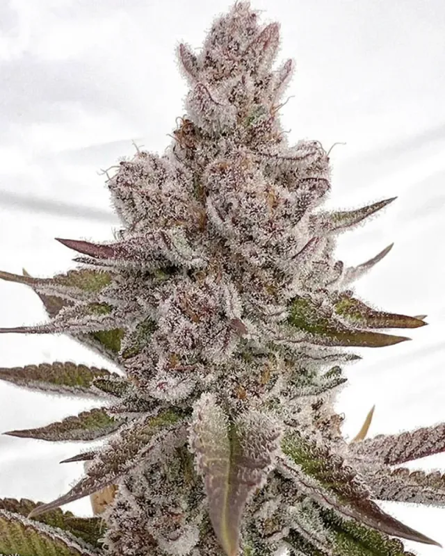 Solfire Gardens Funkdafied semi femminizzati pack