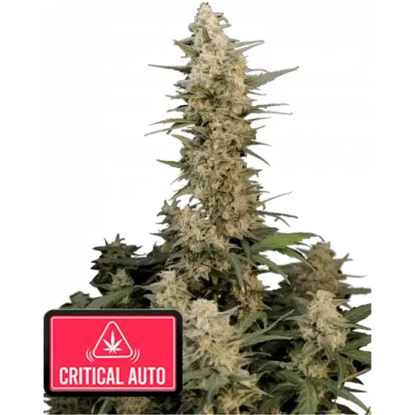 Fast Buds Critical Auto Semi Autofiorenti THC 20%