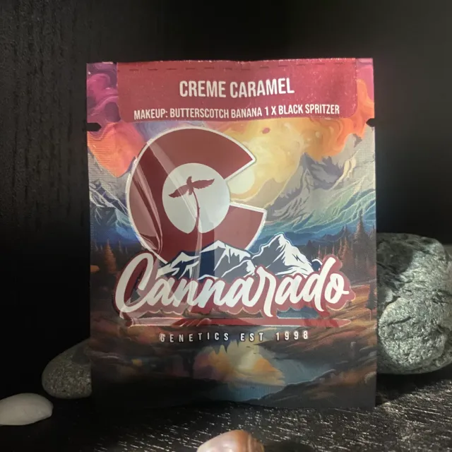 Cannarado Genetics Creme Caramel semi femminizzati 6+ da collezione