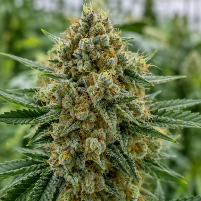 Trikoma Seeds Gorilla Auto semi autofiorenti 6 THC 19-24%