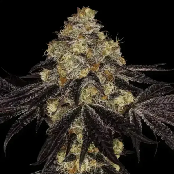 Paradise Seeds Sunset Paradise Semi Femminizzati indica
