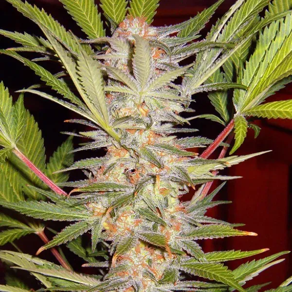 Sweet Seeds S.A.D. S1 Semi Femminizzati 3+1 Indica