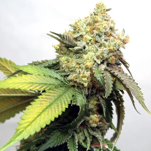 Vision Seeds Banana Punch semi femminizzati banana