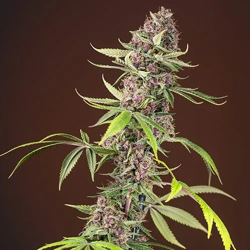 Sweet Seeds Red Mandarine F1 semi femminizzati 3+1 mandarino