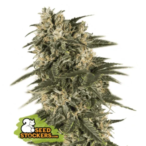Seedstockers Northern Lights Auto semi autofiorenti 1 seme indica