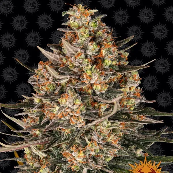 Barney's Farm Lemon Drizzle semi femminizzati 85% sativa