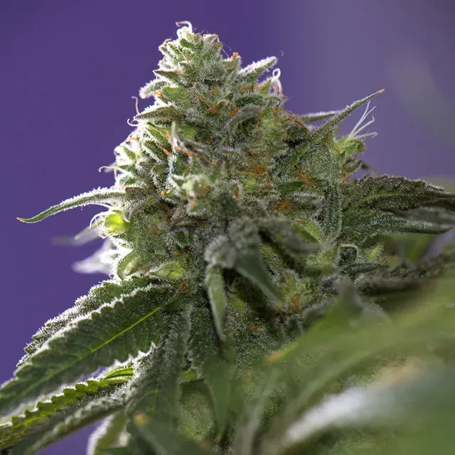 Vision Seeds Lemon Cherry Gelato semi femminizzati ciliegia