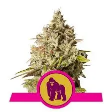 Royal Queen Seeds Royal Gorilla semi femminizzati resinosi