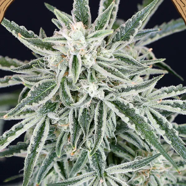 Exotic Seeds Green Gummy Auto semi autofiorenti 3 semi dolce