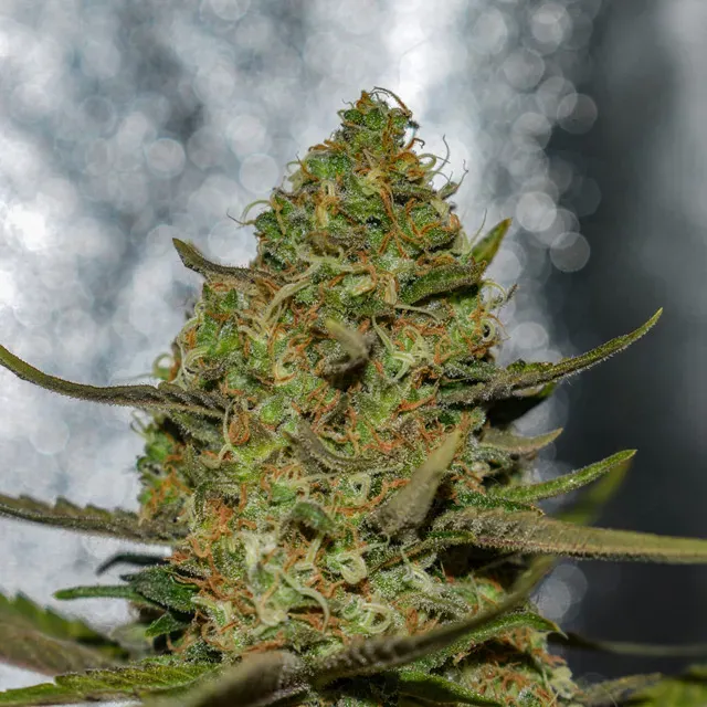 Vision Forbidden Fruit x Spritzer semi femminizzati agrumati