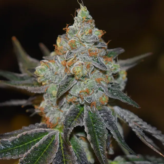 Vision Seeds Mimosa Auto semi autofiorenti gusto tropicale