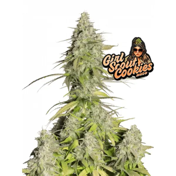 Fast Buds Girl Scout Cookies Auto semi autofiorenti THC 20%