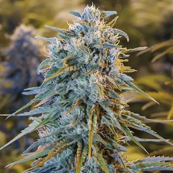 Humboldt Seeds Blue Dream semi femminizzati agrumi sativa