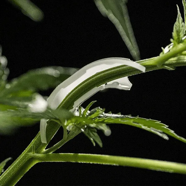 Royal Queen Seeds Clip LST ganci piante 25 pezzi piegatura rami