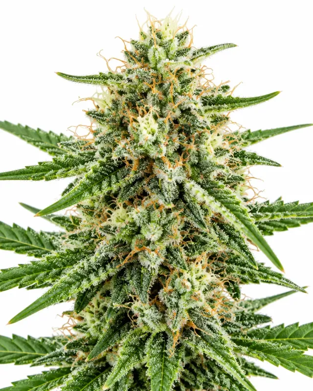Trikoma Seeds Wendy semi femminizzati 100 semi sativa Haze
