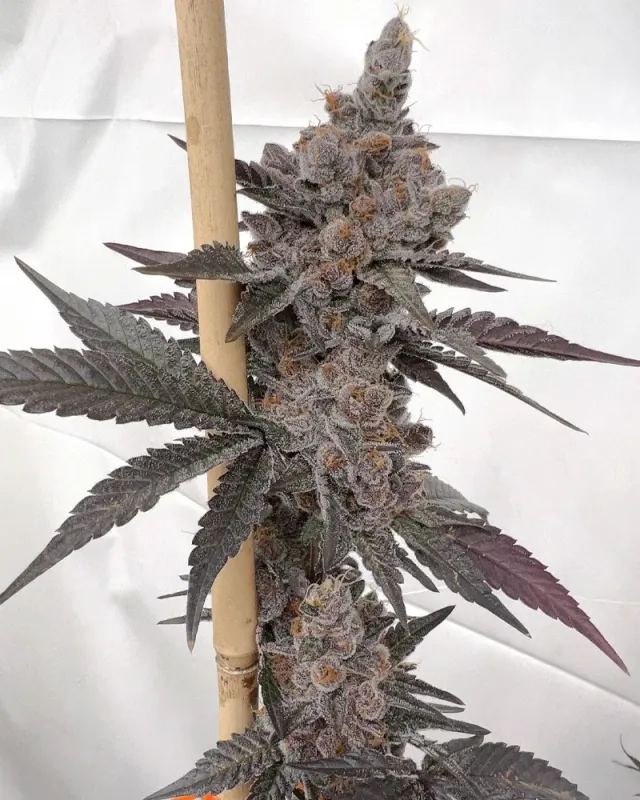 Solfire Gardens Bahama Mama Paradiso semi Gelato 33
