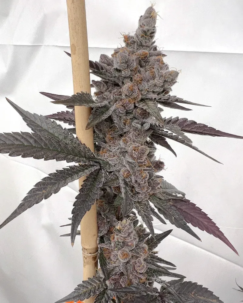 Solfire Gardens Bahama Mama Paradiso semi Gelato 33