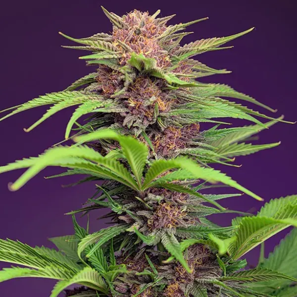 Sweet Seeds Red Mimosa XL Auto semi autofiorenti 7 semi fiore rosso