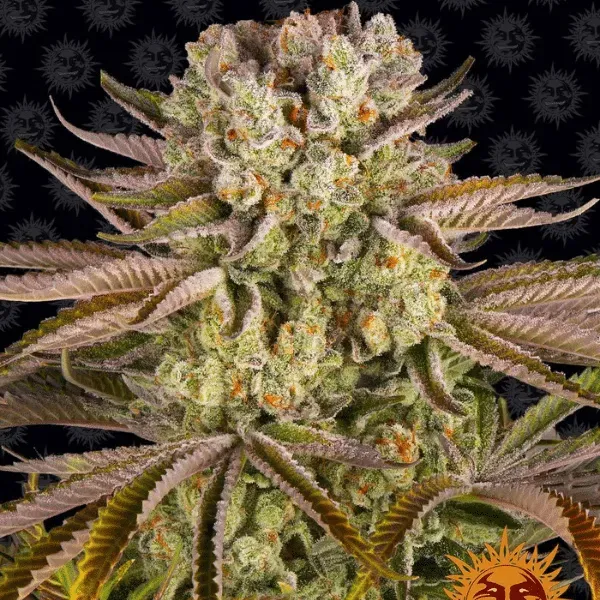 Barney's Farm Pineapple Express semi femminizzati sativa 60%