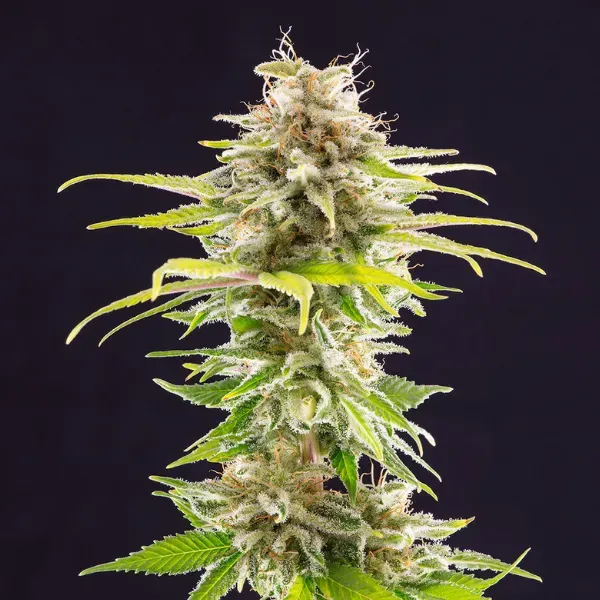 Kannabia Super OG Kush semi femminizzati 3 semi indica