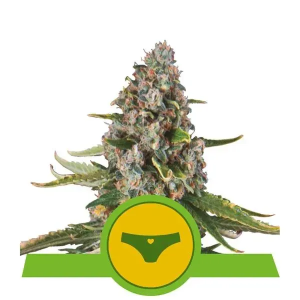 Royal Queen Seeds Sherbet Queen Auto semi autofiorenti dolci