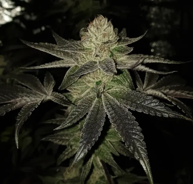 Pheno Finder Wedding Cake semi femminizzato dolce