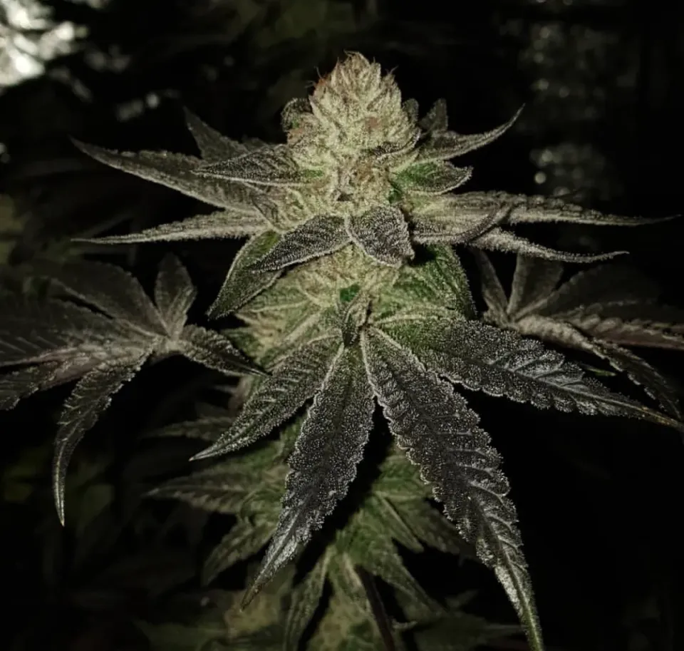 Pheno Finder Wedding Cake semi femminizzato dolce