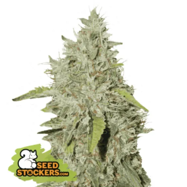 Seedstockers Northern Lights semi femminizzati 1 seme indica