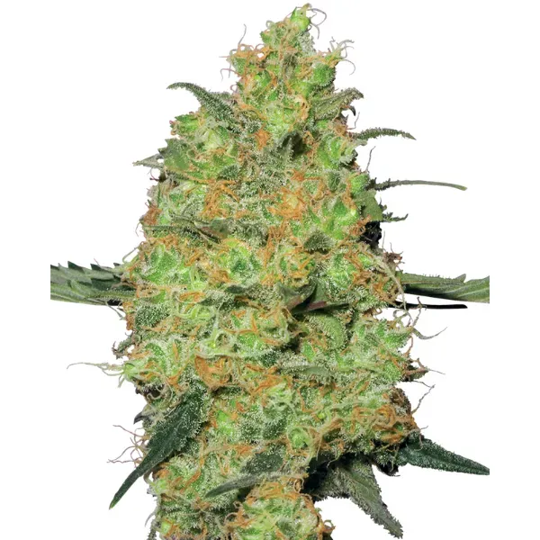 White Label Master Kush semi femminizzati da collezione indica