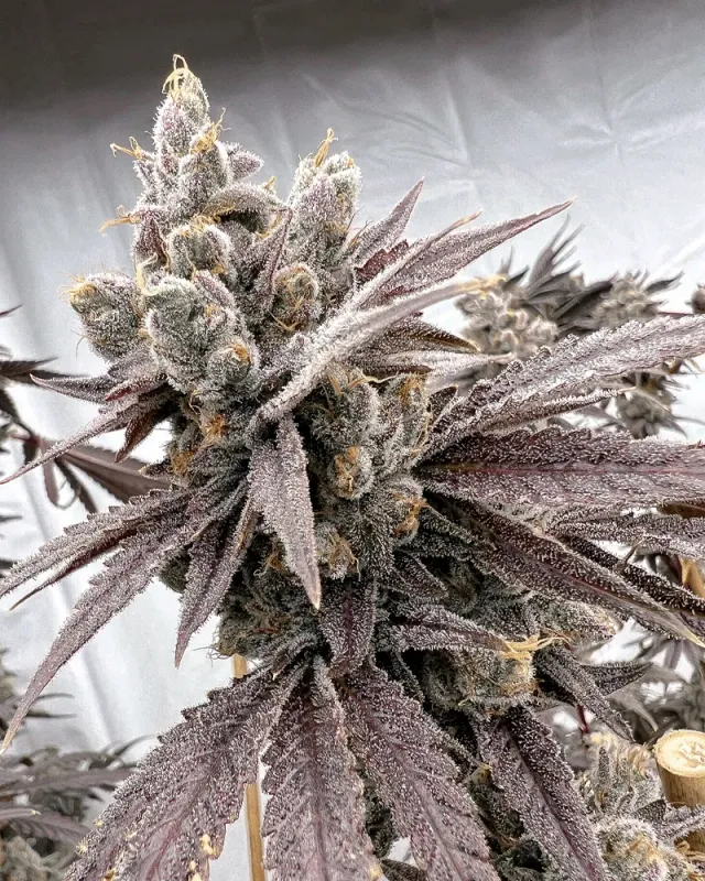 Solfire Gardens Hood Candyz Shot Caller semi femminizzati 3 semi