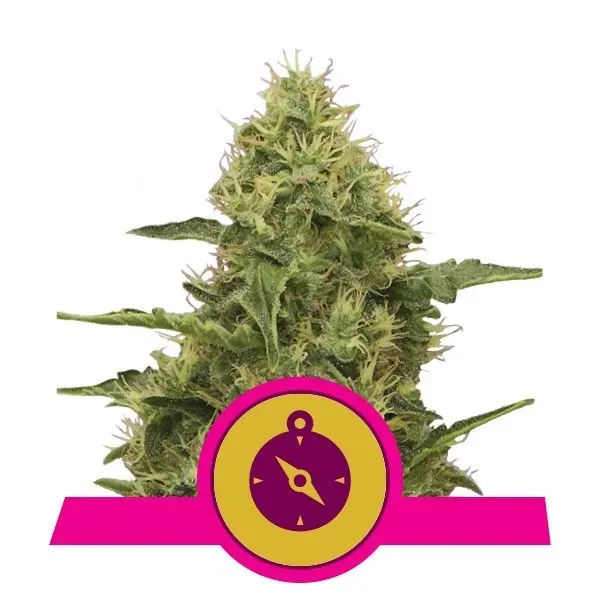 Royal Queen Seeds Northern Light semi femminizzati 3 semi indica