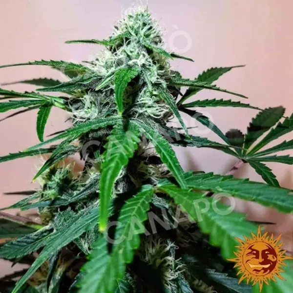 Barney's Farm Zkittlez OG Auto semi autofiorenti 1 seme dolce