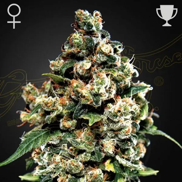 Green House Seeds Jack Herer semi femminizzati 3 semi