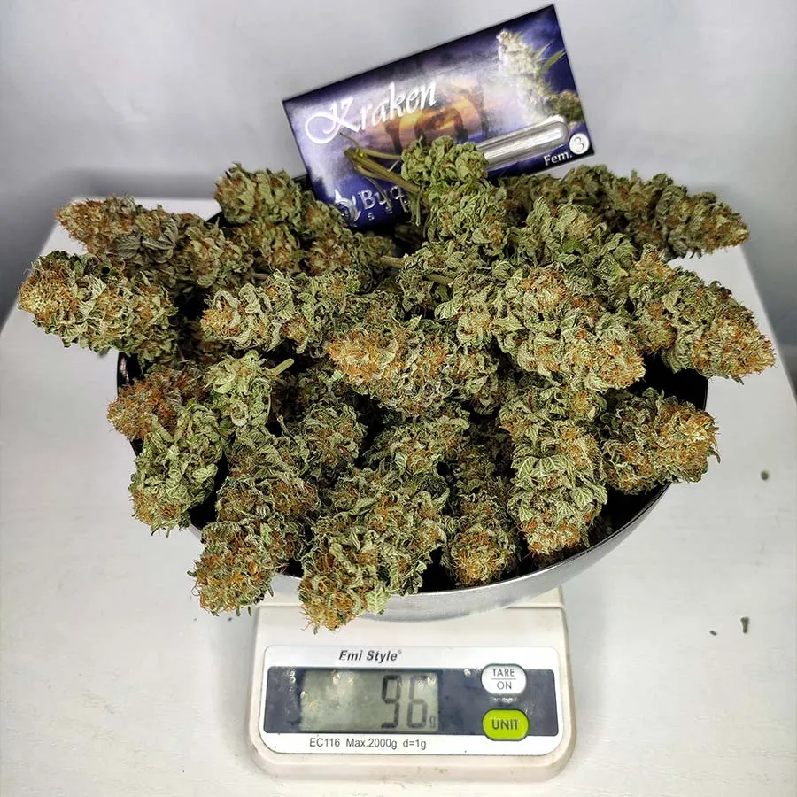Buddha Seeds Buddha Kraken semi femminizzati potenti