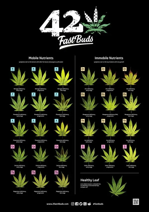 Fast Buds 420 poster foglie cannabis carenze