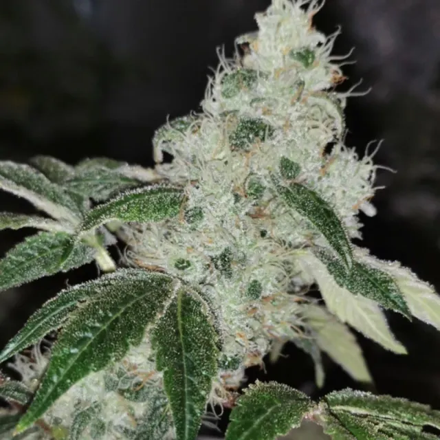 Pheno Finder Seeds Sowah Sherbert semi femminizzati da collezione