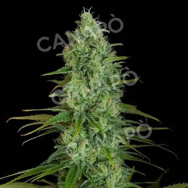 Dinafem Critical Jack semi femminizzati skunk haze