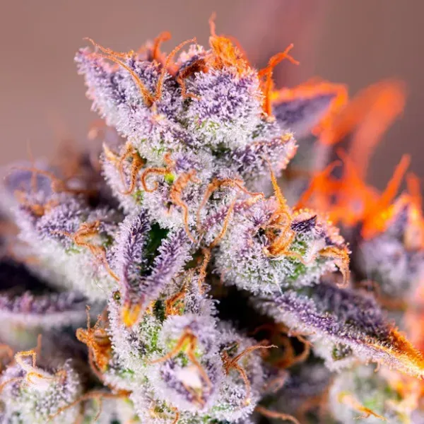 Sweet Seeds Tropicanna Poison XL Auto Semi Autofiorenti 3+1 THC 24%