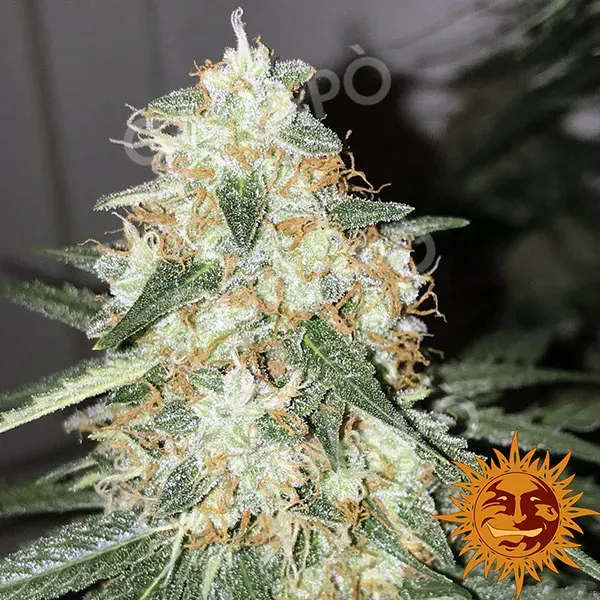 Barney's Farm Malana Bomb Auto semi autofiorenti 3 semi pino