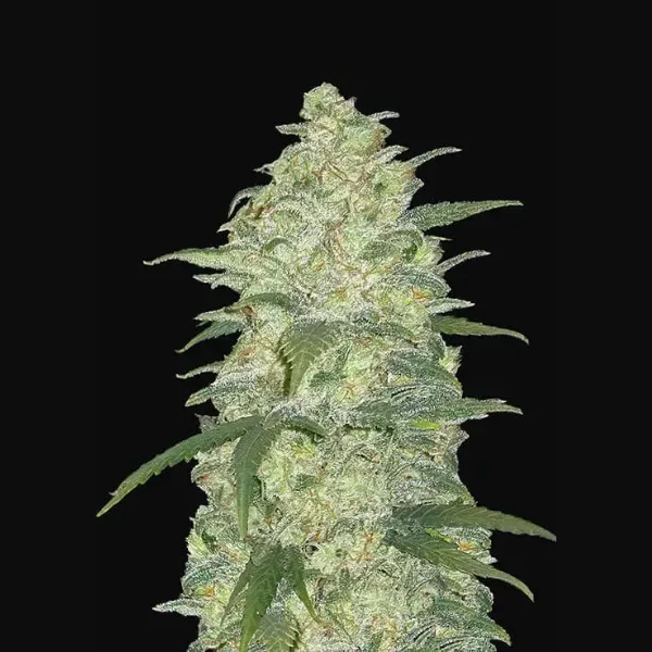 Fast Buds White Widow Auto semi autofiorenti femminizzati