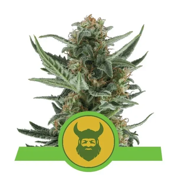 Royal Queen Seeds Royal Dwarf semi autofiorenti 5 semi