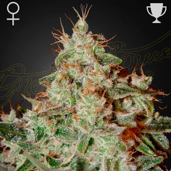 Green House Lemon Skunk Semi Femminizzati 3 Semi Agrumati