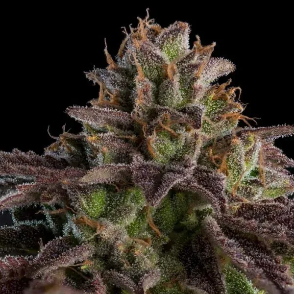 Ripper Seeds Kmintz semi femminizzati 3 semi fruttato